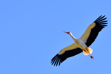Stork in flight against a bright blue sky