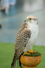 Close up of a falcon