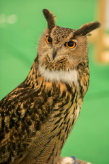 Close up of an owl