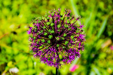 garlic explosion one