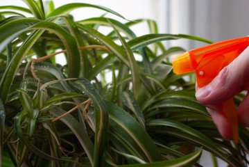 Plant water spraying. Houseplant caring. Chlorophytum indoors.