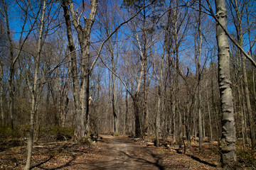 birch trees in the forest