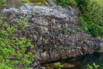 Flock of seagulls on cliff on Lofoten islands, selective focus