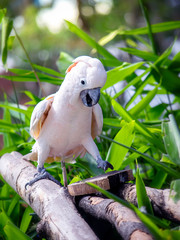 Pink cockatoo sitting on a tree branch