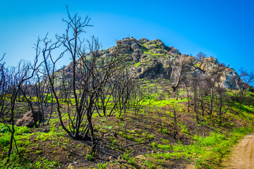 Burnt trees in Malibu Creek State Park after The Woolsey fire of 2018 in the Santa Monica Mountains, spring 2019