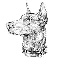 Hand drawn sketch of Doberman dog. Vector illustration
