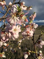 Almond branch with pink flowers. Blooming almond flowers