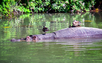Hippopotamus cooling down in the river with ducks on its back