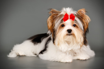 Biewer Yorkshire Terrier on colored backgrounds