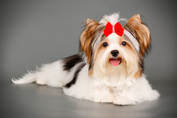 Biewer Yorkshire Terrier on colored backgrounds