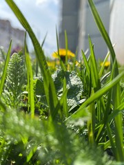 green grass with water drops
