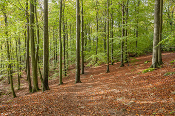 Scenic view of a beech forest in spring