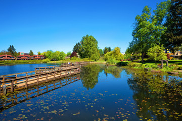 A beautiful lake in a residential area of Abbotsford, covered with water lilies, a wooden bridge over the lake and a village of townhouses  on the shore against a blue sky