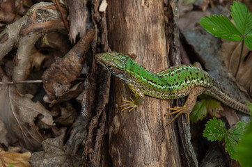 top view of a green lizard that sits on a dried tree lying on the ground in dry leaves