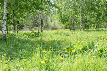 Forest glade with bright blooming yellow dandelions. Sunny day. Natural green background