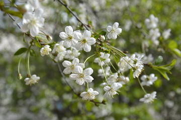 Saint Petersburg, Russia. May,28,2015. Branch of cherry flowers blooming in sunlight