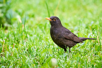 Common blackbird searching worms (Turdus merula)