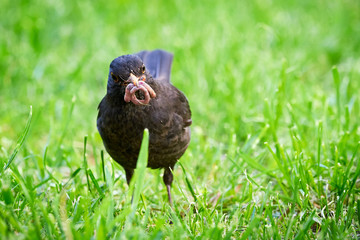 Common blackbird with worms in his beak (Turdus merula)