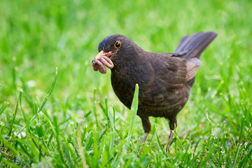 Common blackbird with worms in his beak (Turdus merula)