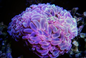 Pink Euphyllia Anchor LPS coral -  Euphylliidae Ancora