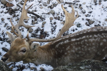 Daim dans la neige