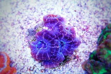 Acanthastrea Micromussa lordhowensis LPS coral in close up photography 