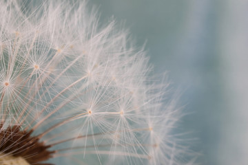 Dandelion seeds close up in abstract blue background.