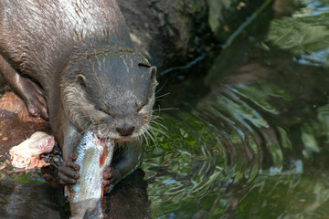otter in the river