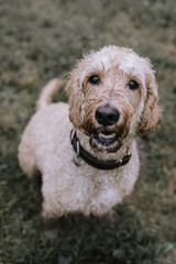 Labradoodle Potrait