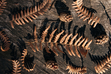 Dry fern leaves and pine cones on wooden background. Flat lay design. Natural background. Textured plants. Nature. 