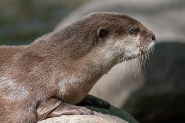 otter in the river