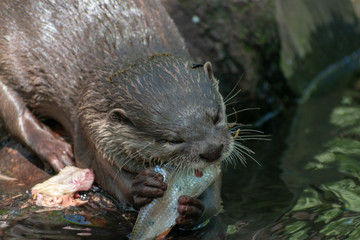 otter in the river