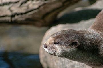 otter in the river