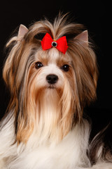 Naklejka premium Biewer Yorkshire Terrier on colored backgrounds
