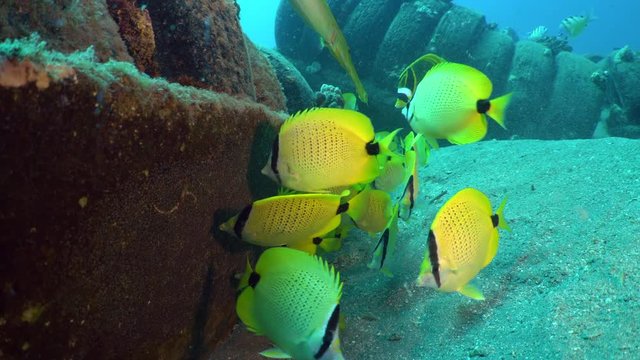 Yellow Milletseed butterflyfish, Chaetodon miliaris, aggressively swim and  eat other fish eggs off of an artificial reef, made of tires, on a sandy sea floor, near Maui, Hawaii.  