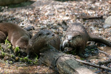 several otter in the river