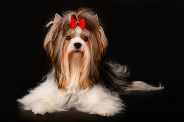 Biewer Yorkshire Terrier on colored backgrounds