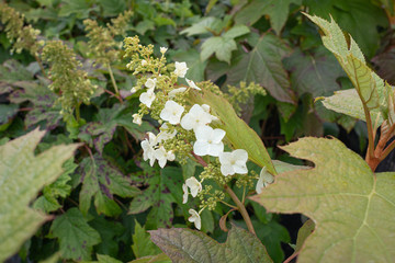 Hydrangea Bloom