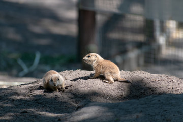Prairie dog babies in the zoo in spring
