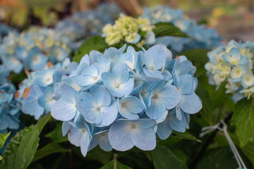Hydrangea Bloom
