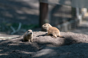 Prairie dog babies in the zoo in spring