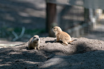 Prairie dog babies in the zoo in spring