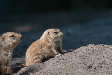 Naklejka na ściany i meble prairie dog in the zoo