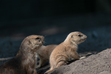 Prairie dog babies in the zoo in spring