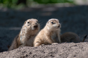 baby and mother prairie dog in the zoo