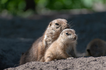 baby and mother prairie dog in the zoo