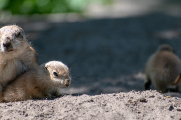 baby and mother prairie dog in the zoo
