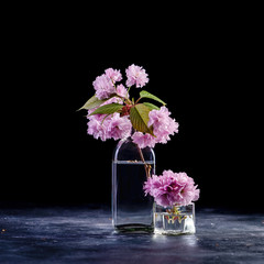 Cherry blossom, sakura flowers in glass jars