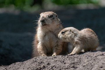 baby and mother prairie dog in the zoo