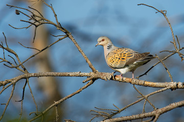 European Turtle-Dove - Streptopelia turtur sitting on the branch, beautiful colours, member of the bird family Columbidae, the doves and pigeons